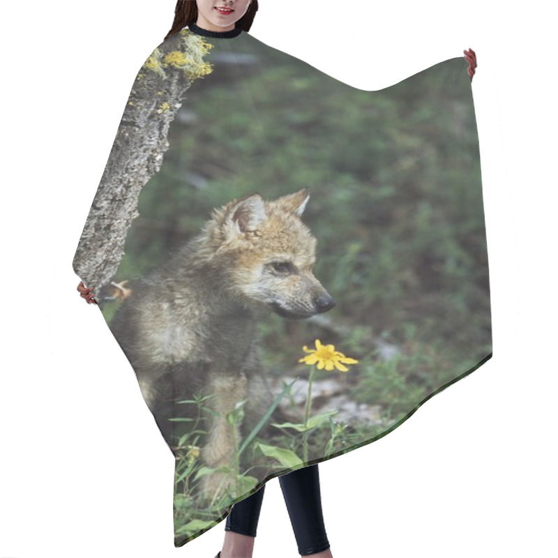 Personality  Wolf Puppy (Canis Latrans) Hair Cutting Cape