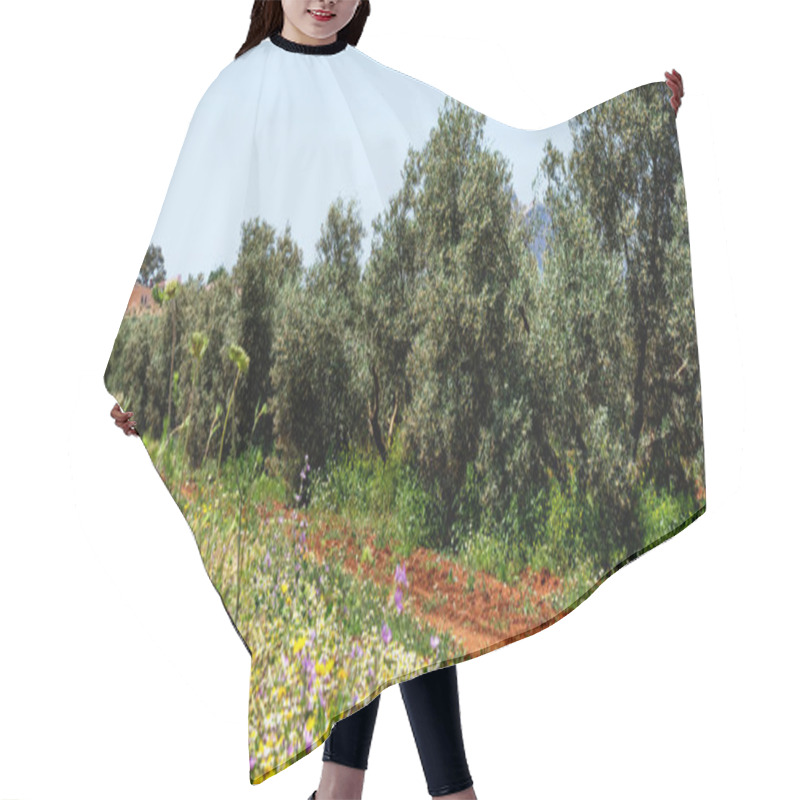 Personality  A Lush Mediterranean Olive Grove With Mature Olive Trees Surrounded By Wildflowers Under A Clear Blue Sky. The Distant View Of A Rustic House Enhances The Rural Charm Of Agricultural Landscape. Hair Cutting Cape