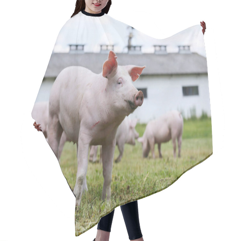 Personality  Portrait Of A Young Piglet On Breeding Farm Hair Cutting Cape