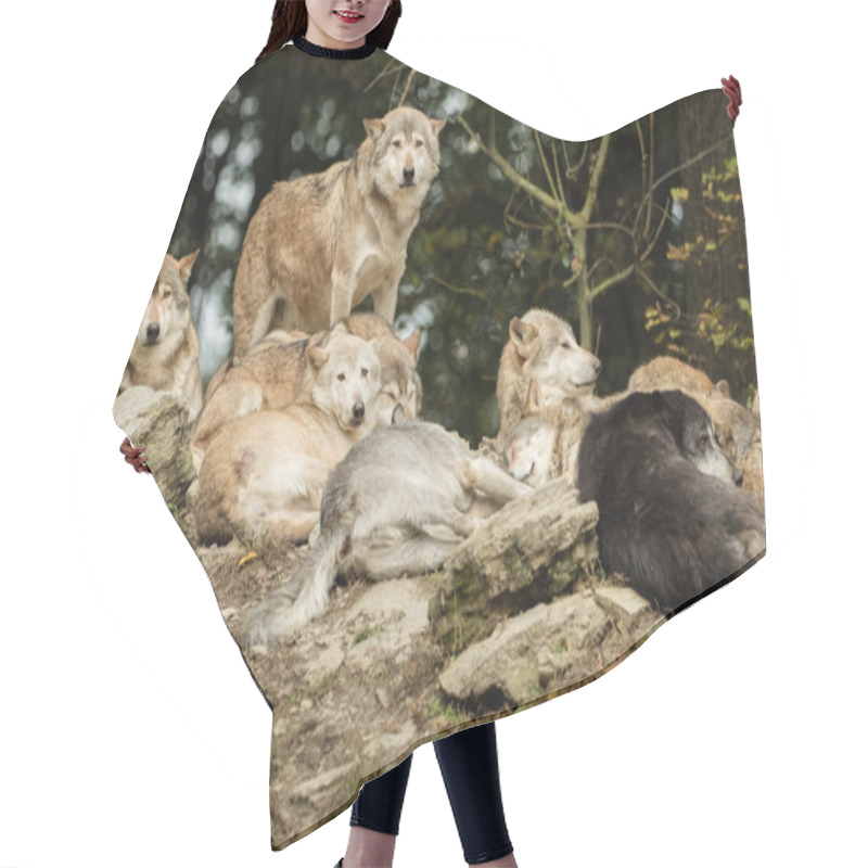 Personality  A Pack Of Wolves On A Rock Hair Cutting Cape