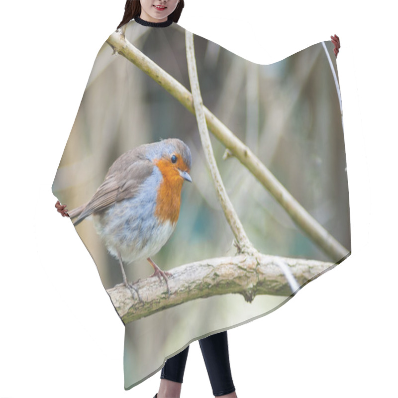 Personality  Red Breasted Robin Bird Perched Hair Cutting Cape