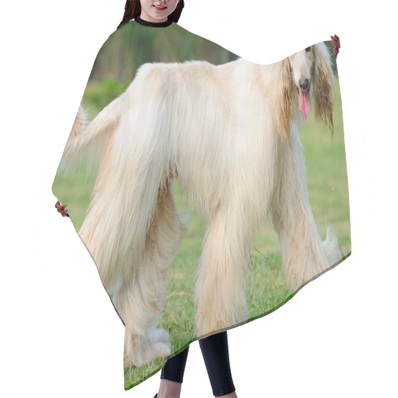 Personality  Afghan Hound Dog Walking Hair Cutting Cape