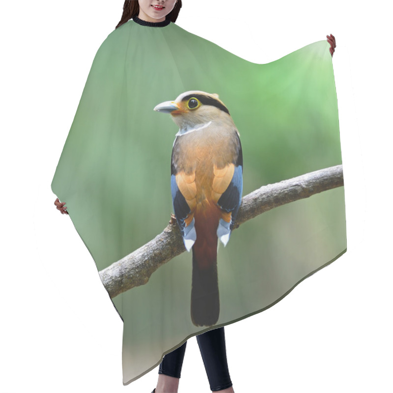 Personality  Female Silver-breasted Broadbill Hair Cutting Cape