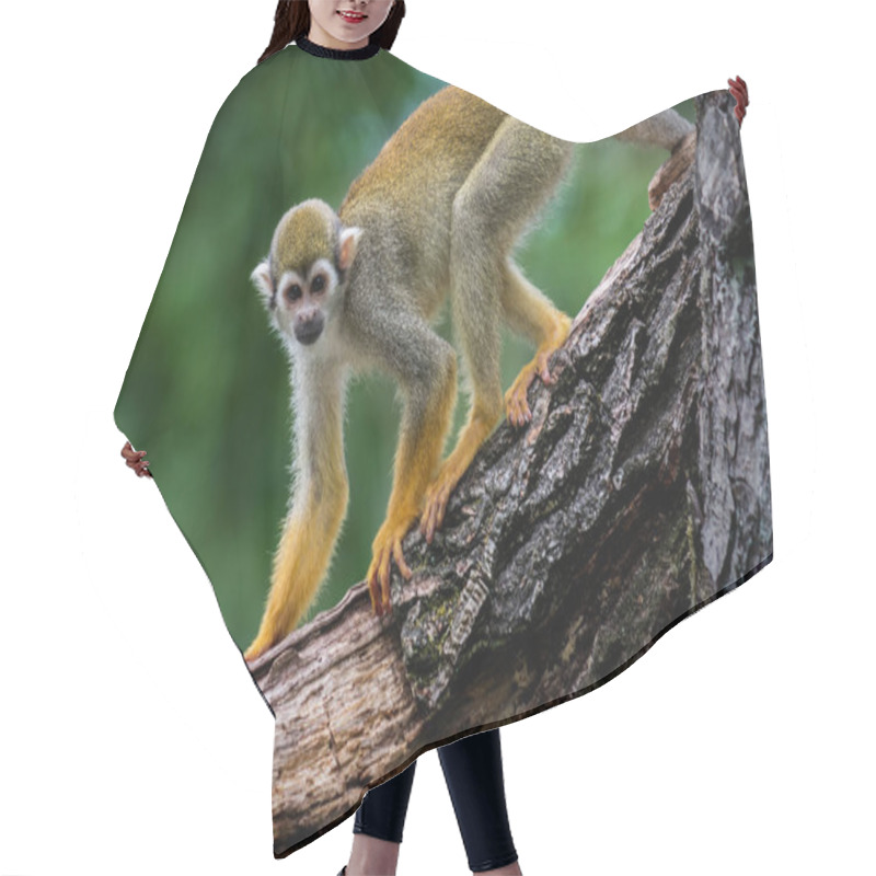 Personality  Common Squirrel Monkey Hair Cutting Cape