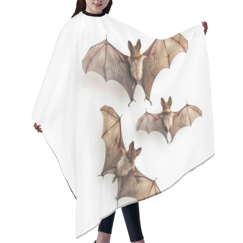 Personality  Three Bats In Flight Showcasing Their Intricate Wing Structures And Expressive Features On A White Background. Hair Cutting Cape