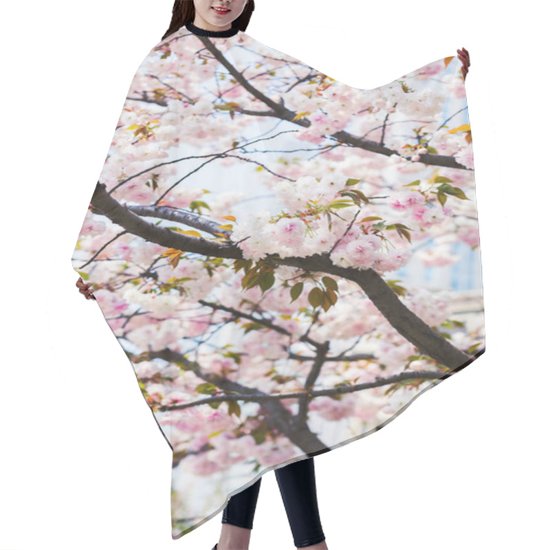 Personality  Trees Strewn With Cherry Blossoms Hair Cutting Cape