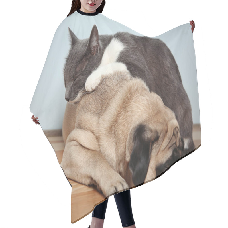 Personality  Cute Cat Lying On Pug Hair Cutting Cape