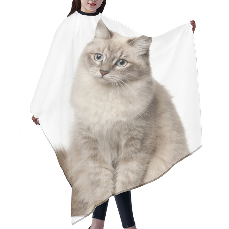 Personality  Siberian Cat, Sitting In Front Of White Background Hair Cutting Cape