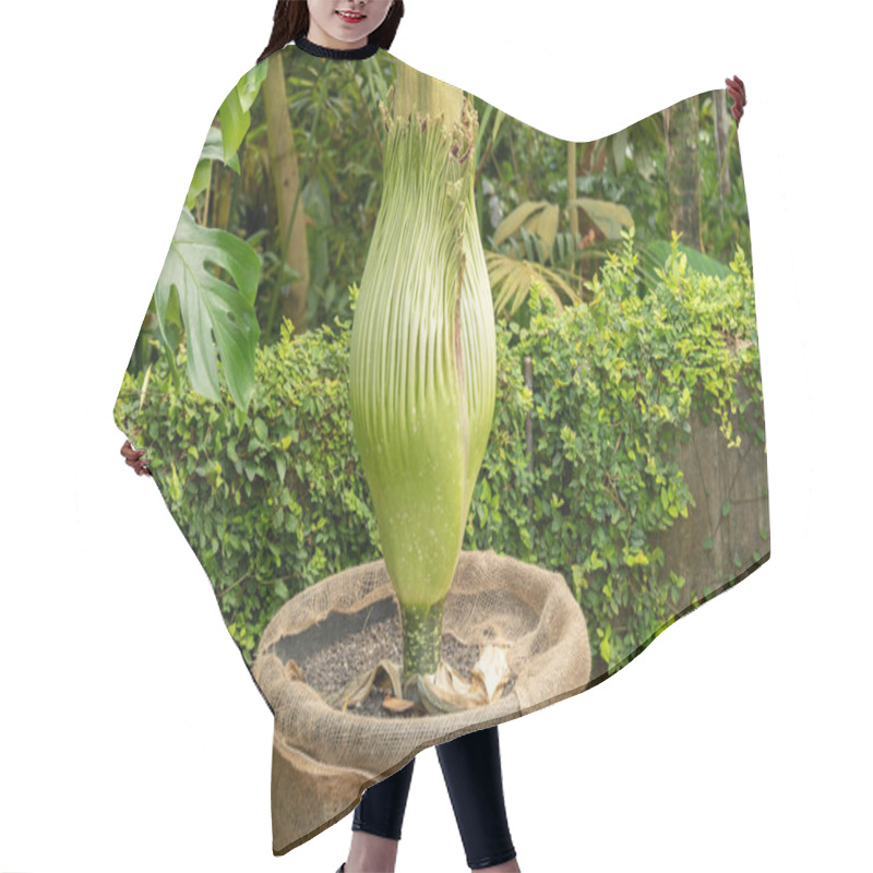 Personality  Zurich, Switzerland, May 22, 2023 Titan Arum Or Amorphophallus Titanum Flower At The Botanical Garden Hair Cutting Cape