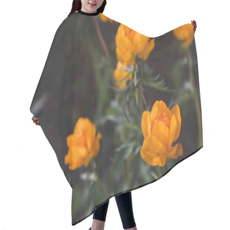 Personality  Orange Spring Flowers Copy Space. Siberian Flowers. Blooming Trollius. Hair Cutting Cape