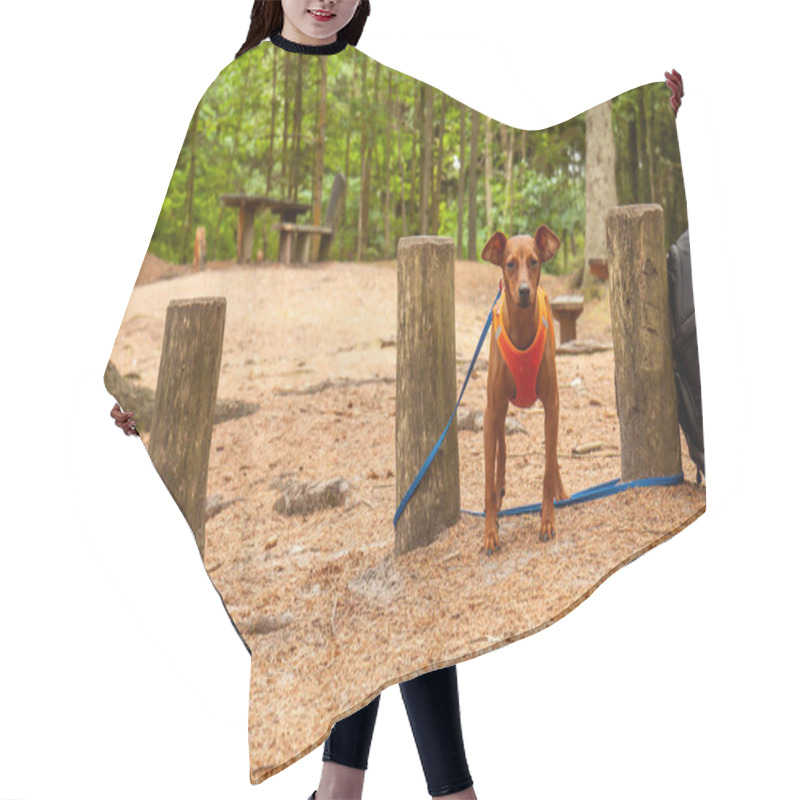 Personality  Miniature Pinscher Standing In The Forest Wearing Its Vest Hair Cutting Cape