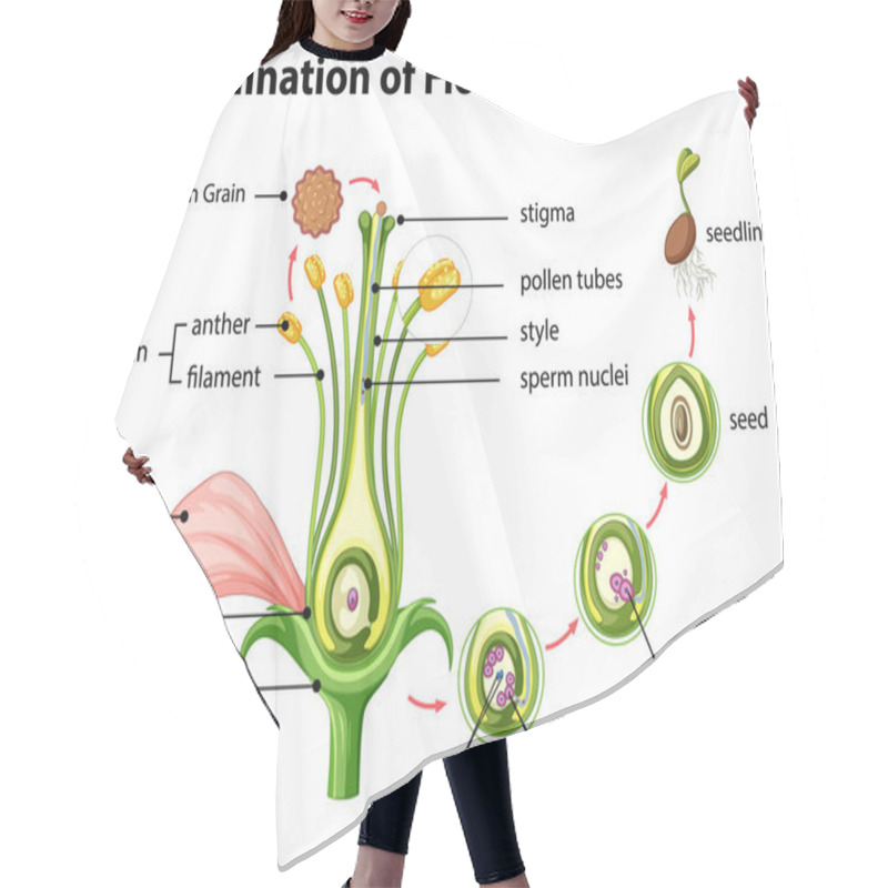 Personality  Diagram Of Pollination Of Flowering Plants Illustration Hair Cutting Cape