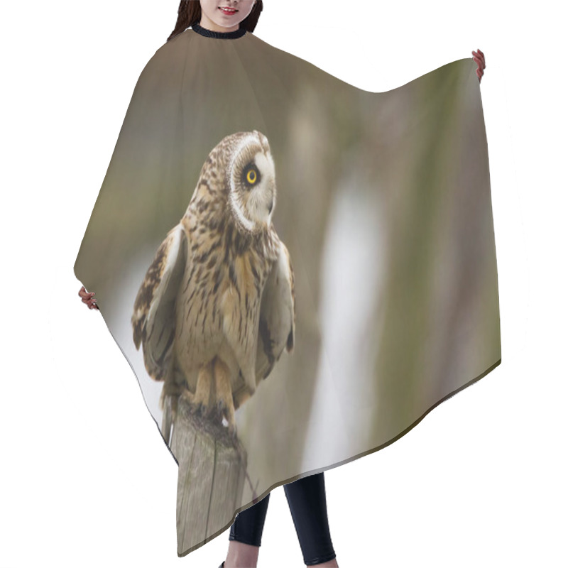 Personality  Short Eared Owl On A Pole Hair Cutting Cape