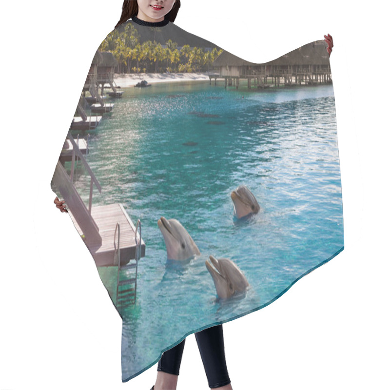 Personality  Dolphins In A Bay Of The Tropical Island, Near Houses On Piles Hair Cutting Cape