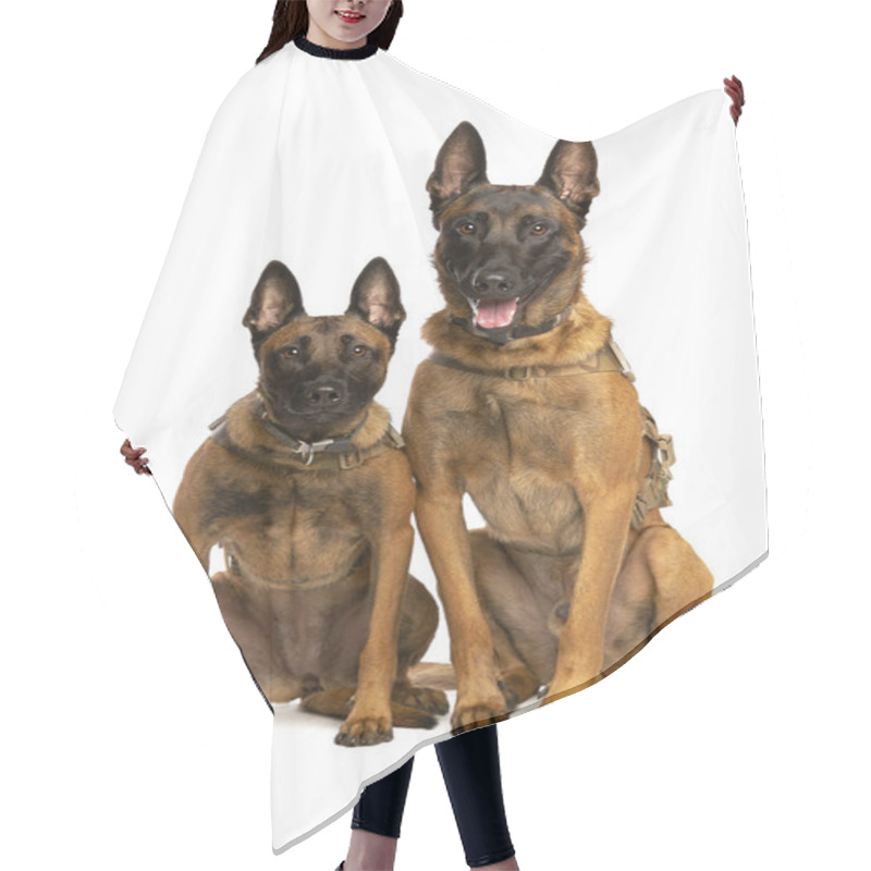 Personality  Two Belgian Malinois Dogs In Front Of A White Background Hair Cutting Cape