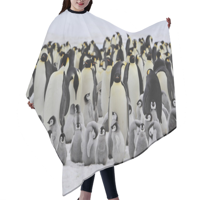 Personality  Emperor Penguins With Chick Hair Cutting Cape