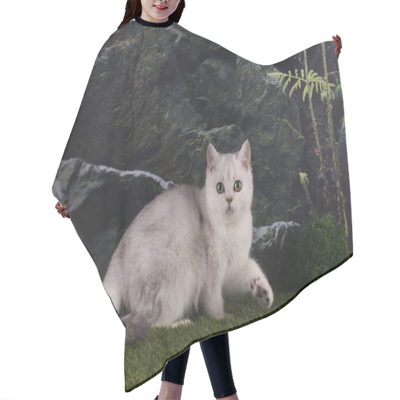 Personality  British Silver Cat In The Mountains Hair Cutting Cape