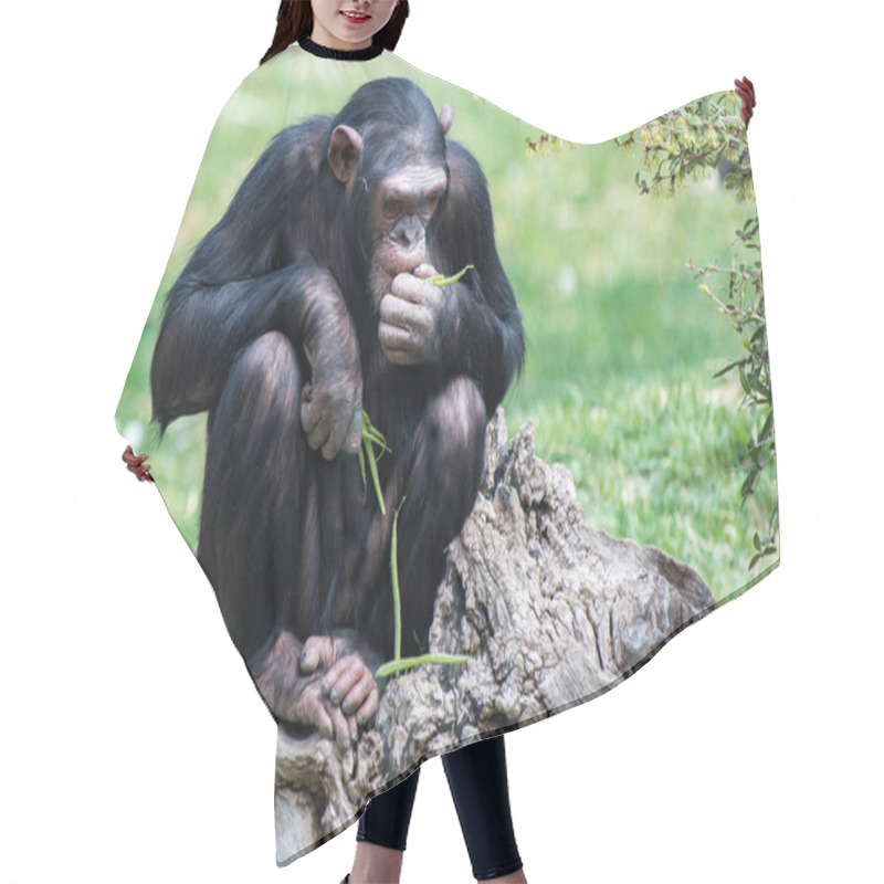 Personality  Ape Chimpanzee Monkey While Resting Hair Cutting Cape