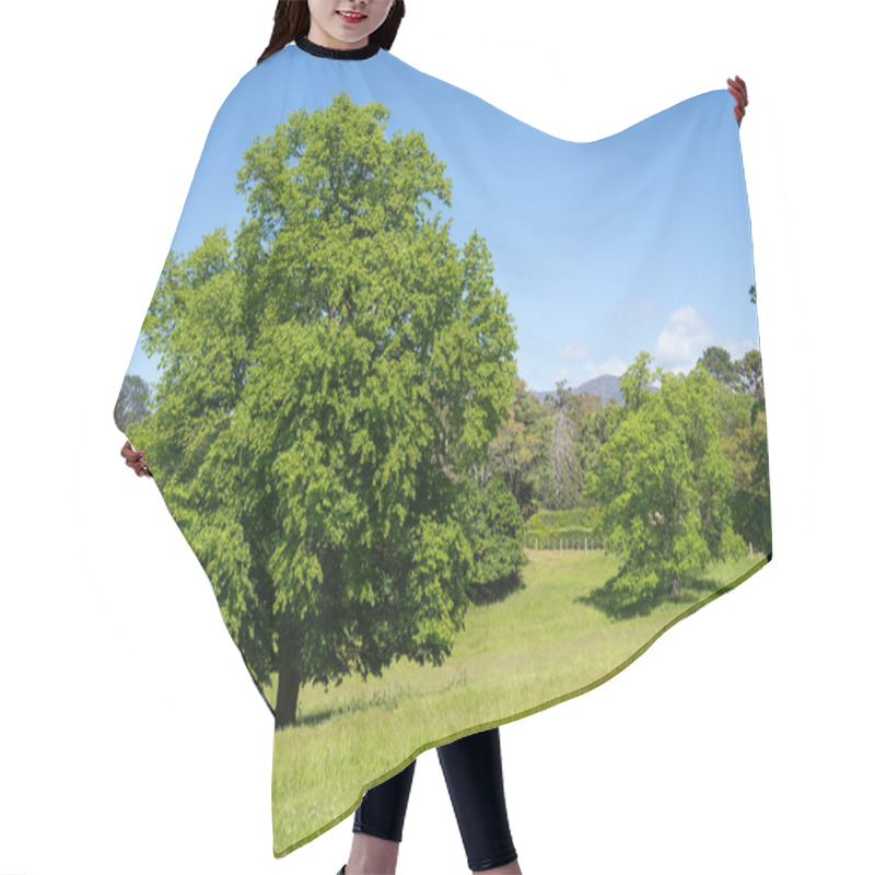 Personality  Trees In A Meadow On A Farm In A Country Estate On A Farm In Spring Hair Cutting Cape