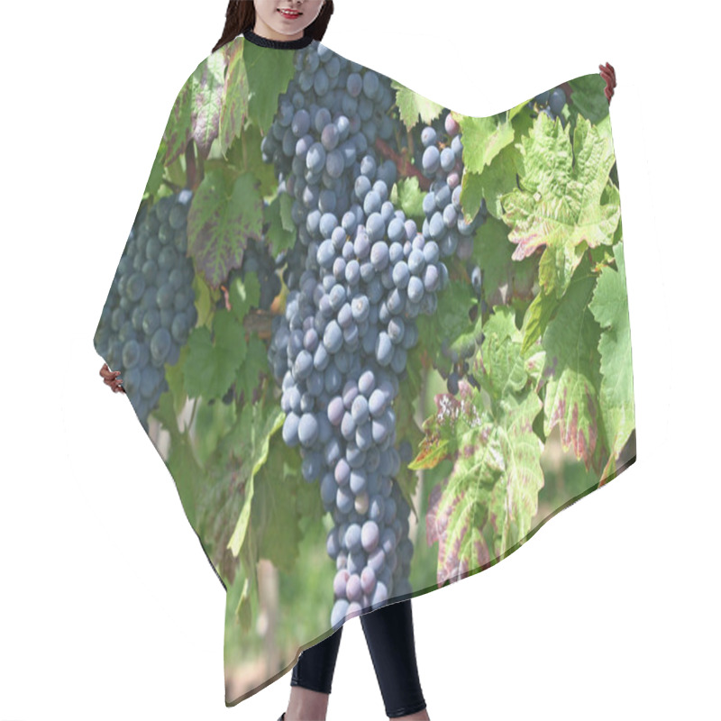 Personality  Grapevines, Grapes Growing On Tree, Fruits Tree Flora  Hair Cutting Cape