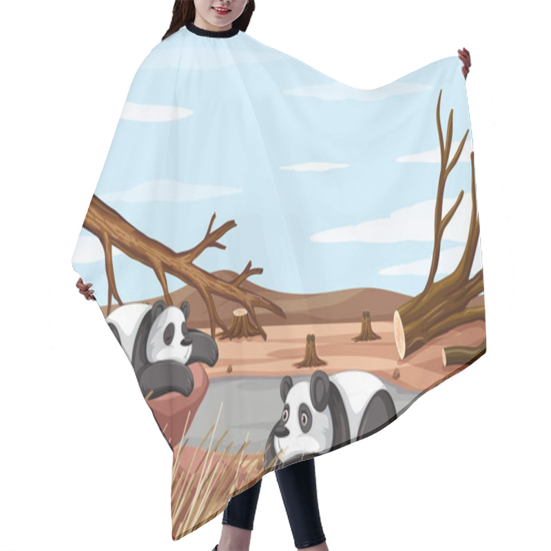 Personality  Background Scene With Two Pandas Dying Hair Cutting Cape