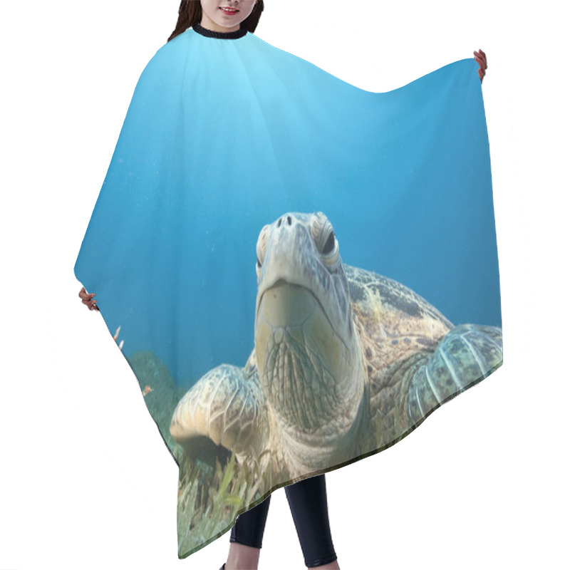 Personality  Green Turtle And Sea Grass Hair Cutting Cape