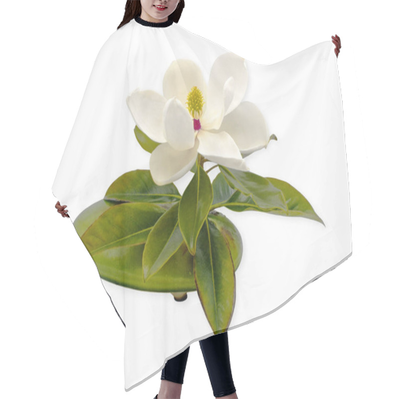 Personality  Large Southern Magnolia - Magnolia Grandiflora - Bloom, Blossom Or Flower Fully Open In Perfect Form Showing Yellow And Red Middle And Green Leaves In Flower Frog Isolated On White Background Hair Cutting Cape