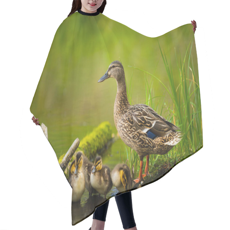 Personality  Mallard Duck, Wild Duck Shooting Outdoors Hair Cutting Cape