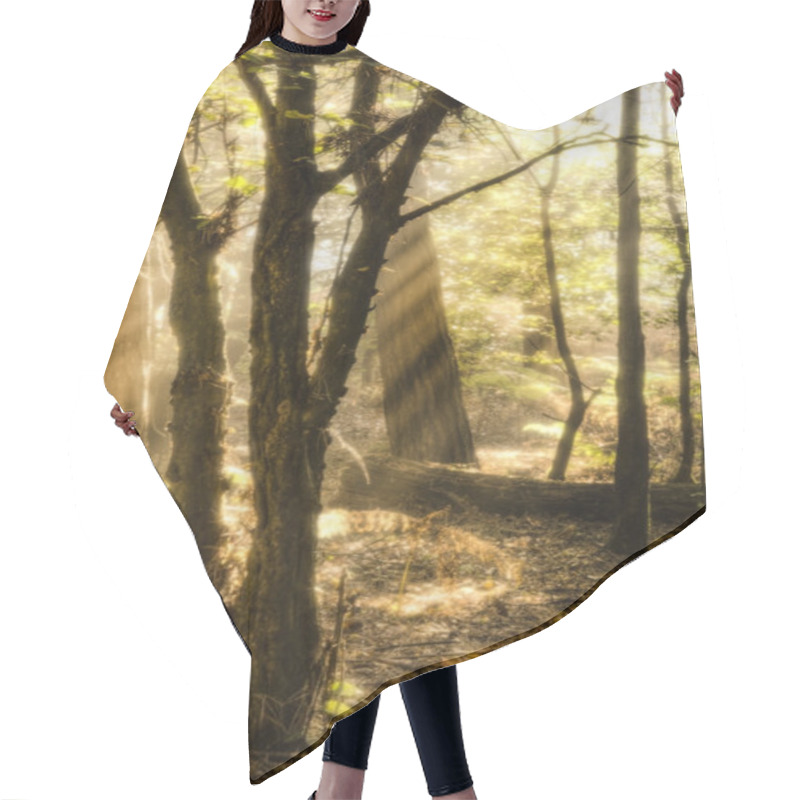 Personality  Inspirational Dawn Sun Burst Through Trees In Forest Autumn Fall Hair Cutting Cape