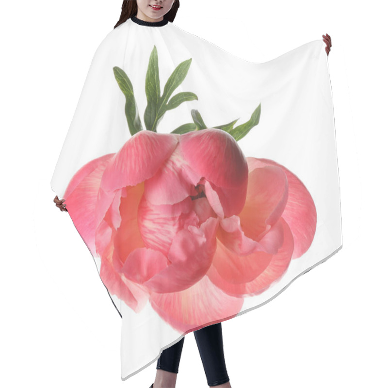 Personality  Beautiful Blooming Pink Peony Isolated On White Hair Cutting Cape