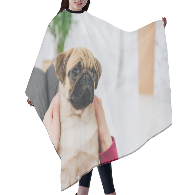 Personality  Woman Playing With Cute Pug Dog Hair Cutting Cape