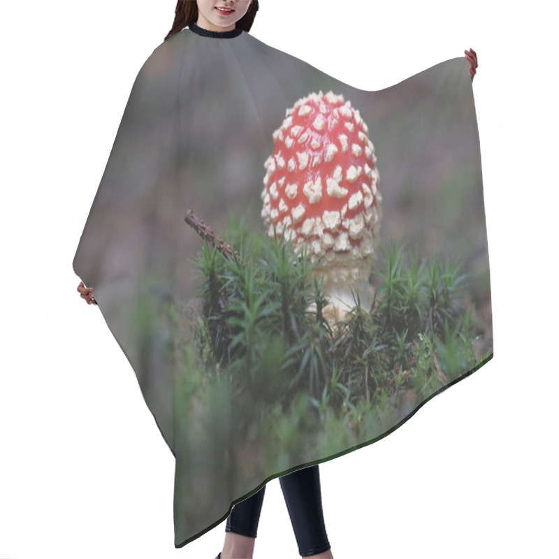 Personality  Red And White Fly Agaric In The Forest, Among Green Grass. Poisonous And Hallucinogenic Mushrooms, Forest Floor, Small World. Hair Cutting Cape