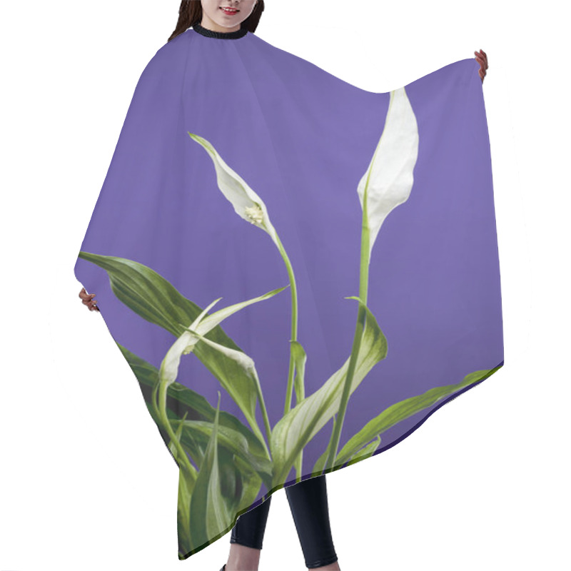 Personality  Close-up Of A Peace Lily Plant With Lush Green Leaves And Emerging White Spathes, Set Against A Rich Purple Background. Hair Cutting Cape