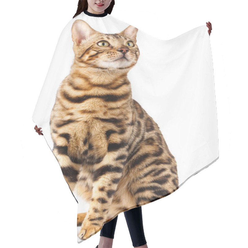 Personality  Bengal Cat On White Background Quietly Sits And Looks Up With Interest Hair Cutting Cape