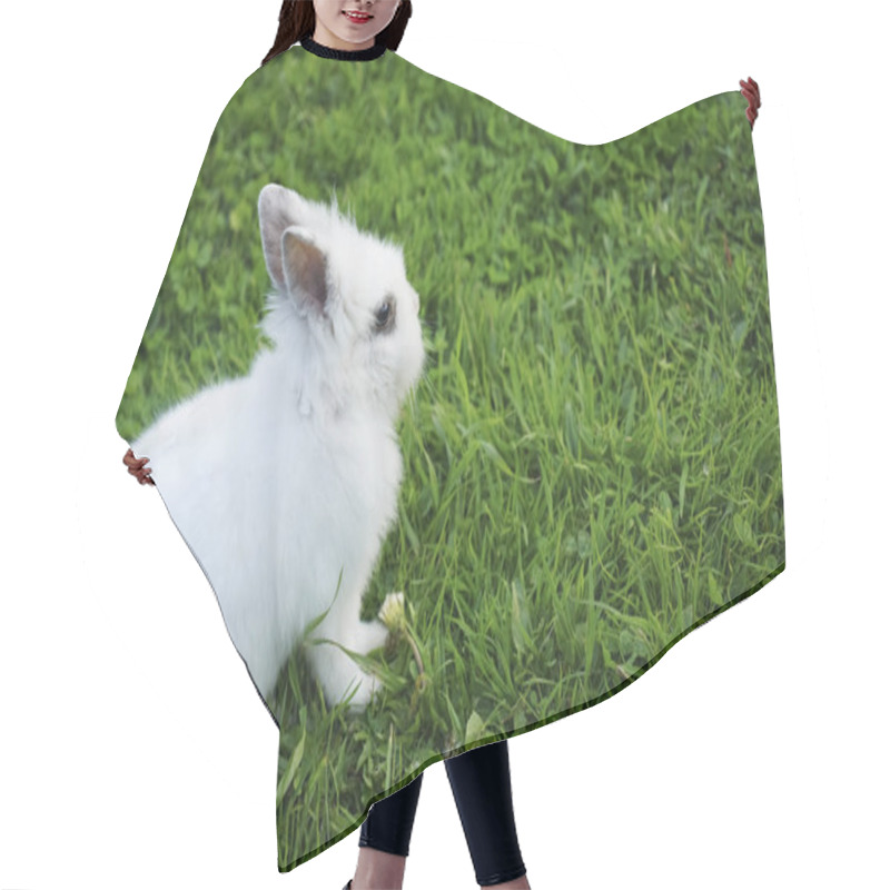 Personality  White Rabbit On Green Grass Background.  Hair Cutting Cape