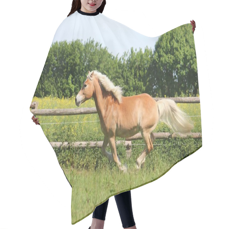 Personality  Beautiful Haflinger Horse Is Running On The Paddock Hair Cutting Cape