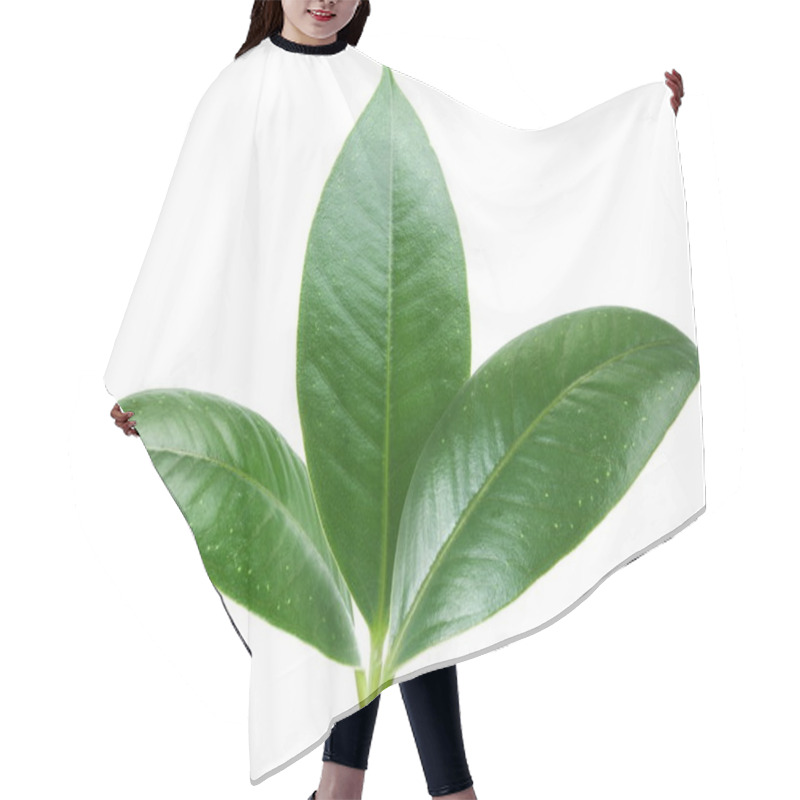 Personality  Three Green Leaf On White Background. Hair Cutting Cape