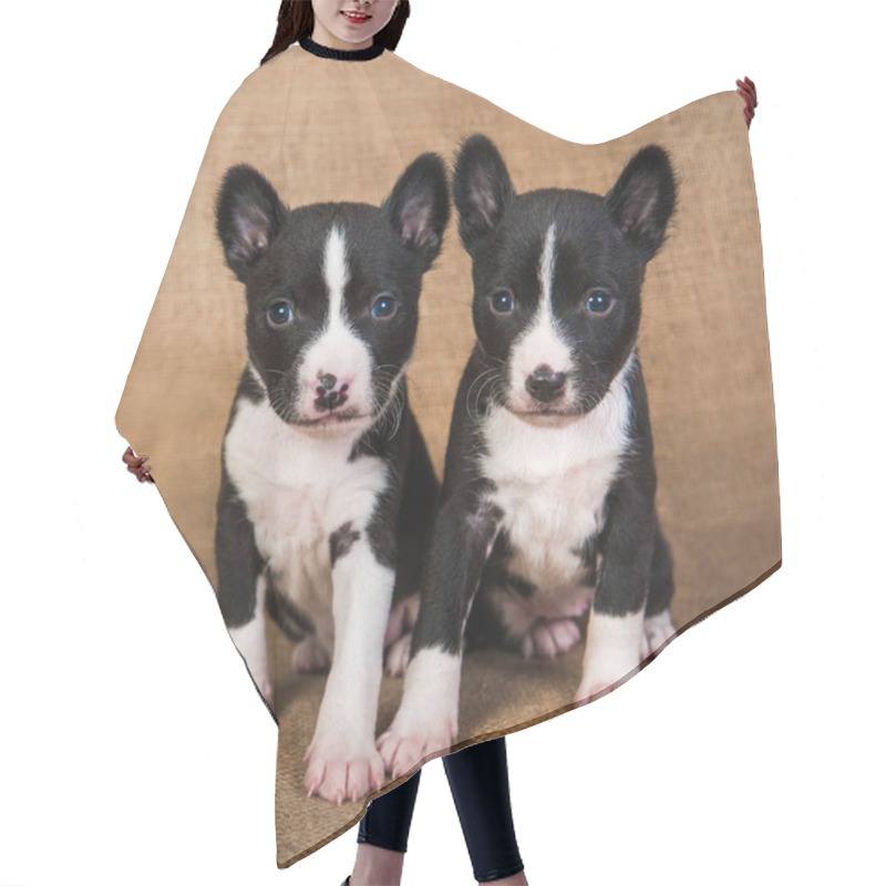 Personality  Two Funny Small Babies Basenji Puppies Dogs Hair Cutting Cape