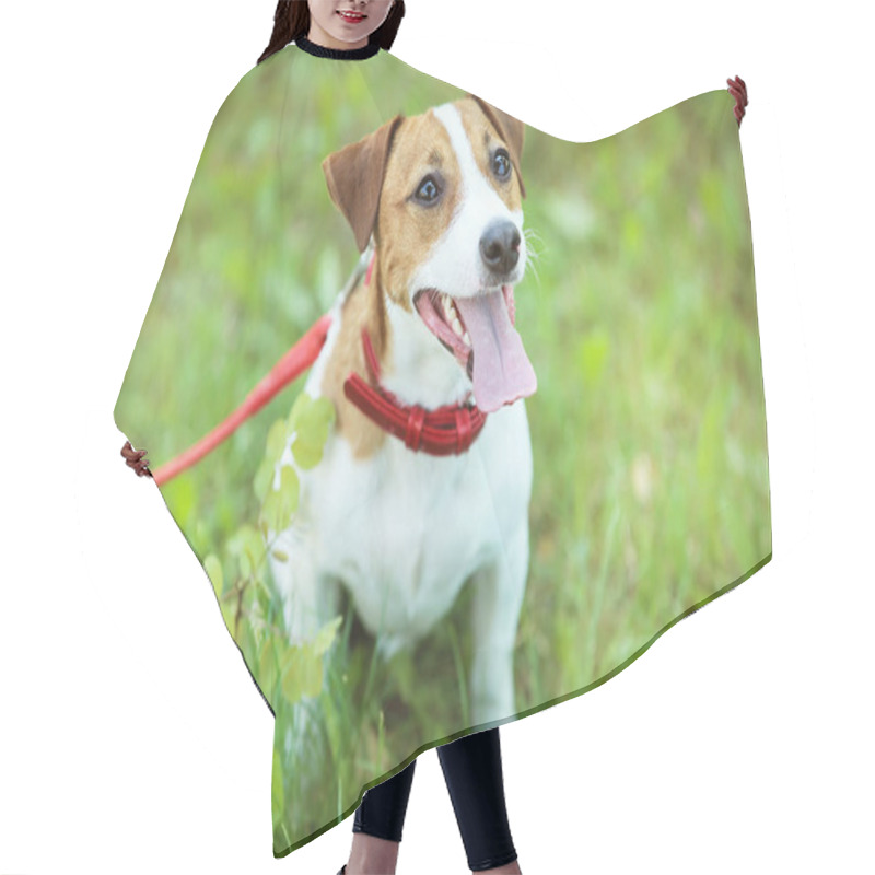 Personality  Beautiful Jack Russell Terrier Dog In The Park Hair Cutting Cape