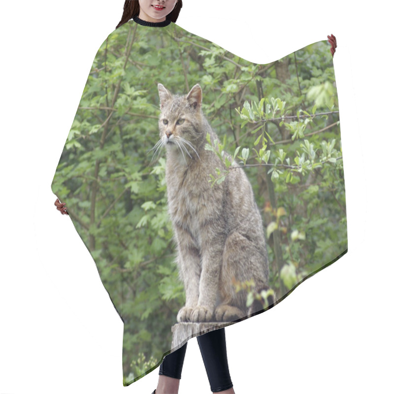 Personality  Wildcat In Natural Ambiance Hair Cutting Cape