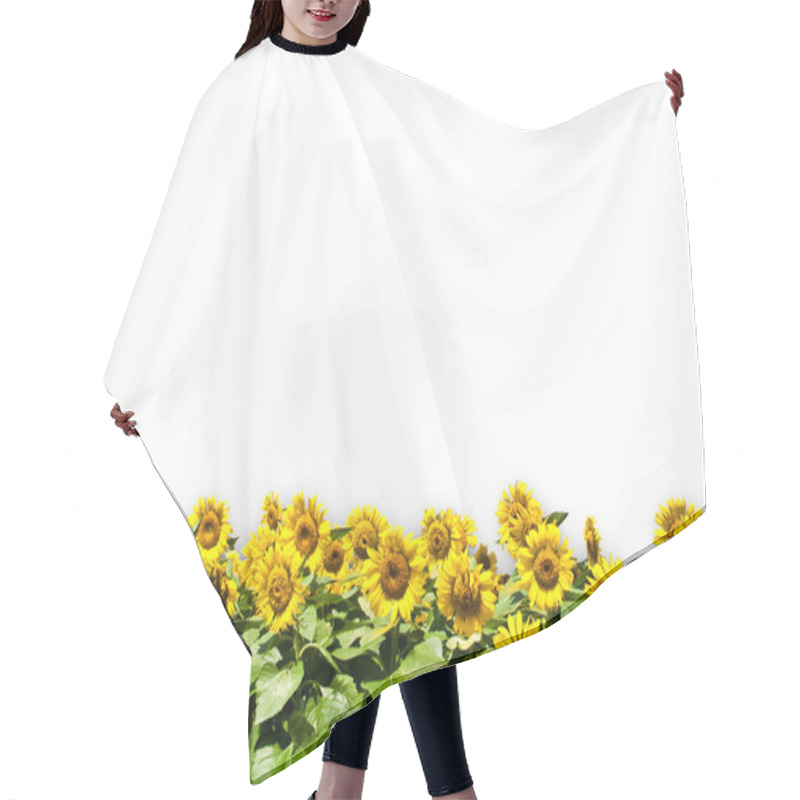 Personality  Sun Flower Isolated On White Background Hair Cutting Cape