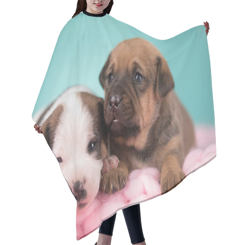 Personality  Pet, Dog Puppy, Sleeps On A Blanket Hair Cutting Cape