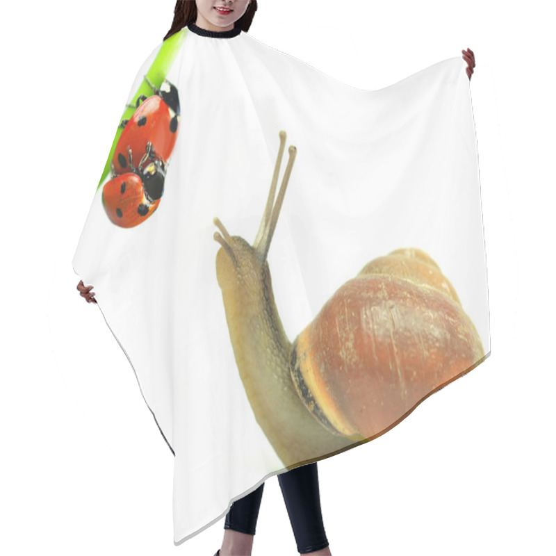 Personality  Snail With Two Ladybugs In Love On White Background Hair Cutting Cape