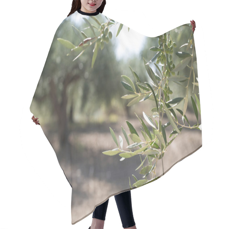 Personality  Olive Branches On Foreground Hair Cutting Cape