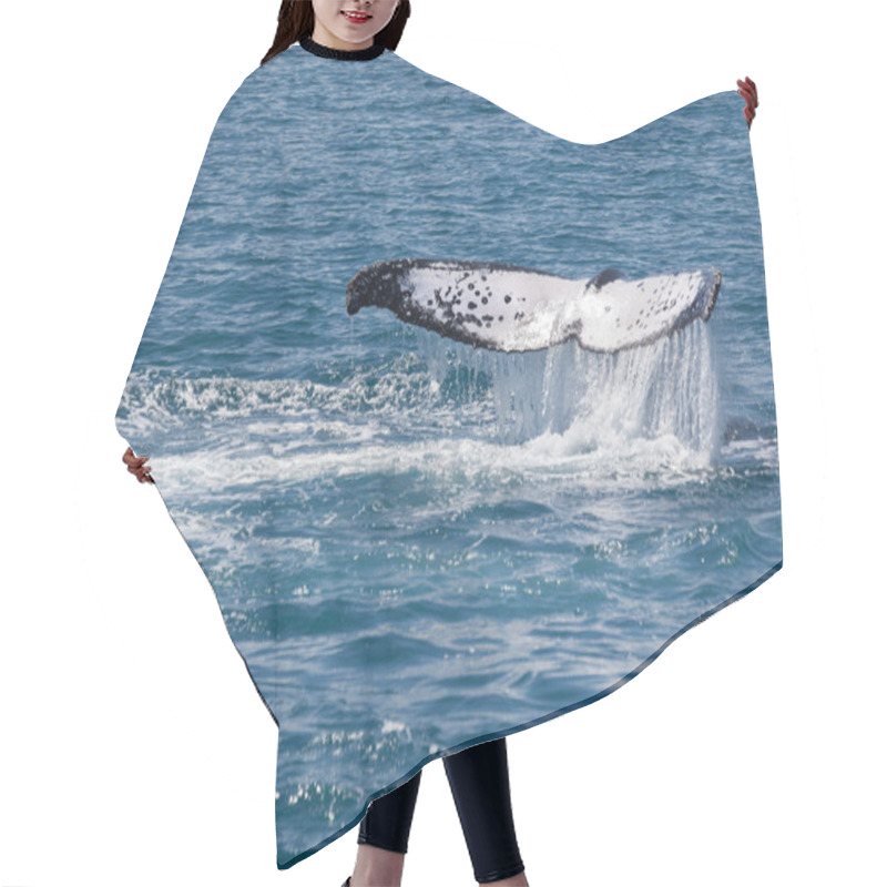 Personality  Whale Hervey Bay Australia Hair Cutting Cape