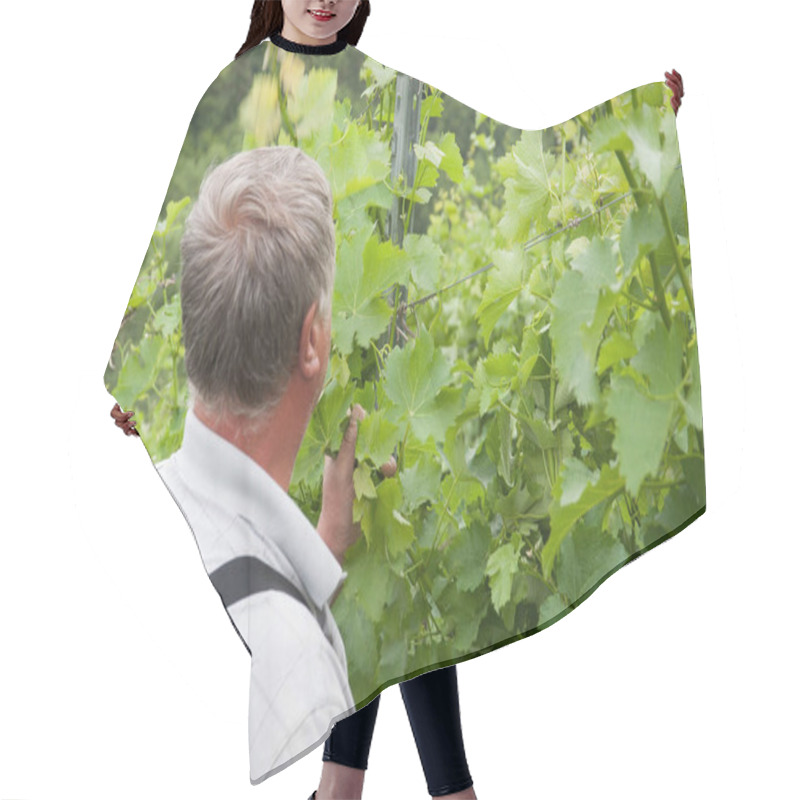 Personality  Winegrower Standing In His Vineyard, Touching Leaves Of Green Plants Hair Cutting Cape