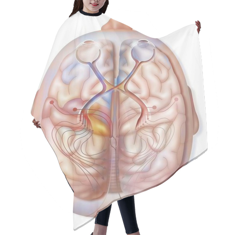 Personality  Superior View Of The Path And Transmission Of Visual Information From The Retina. Hair Cutting Cape