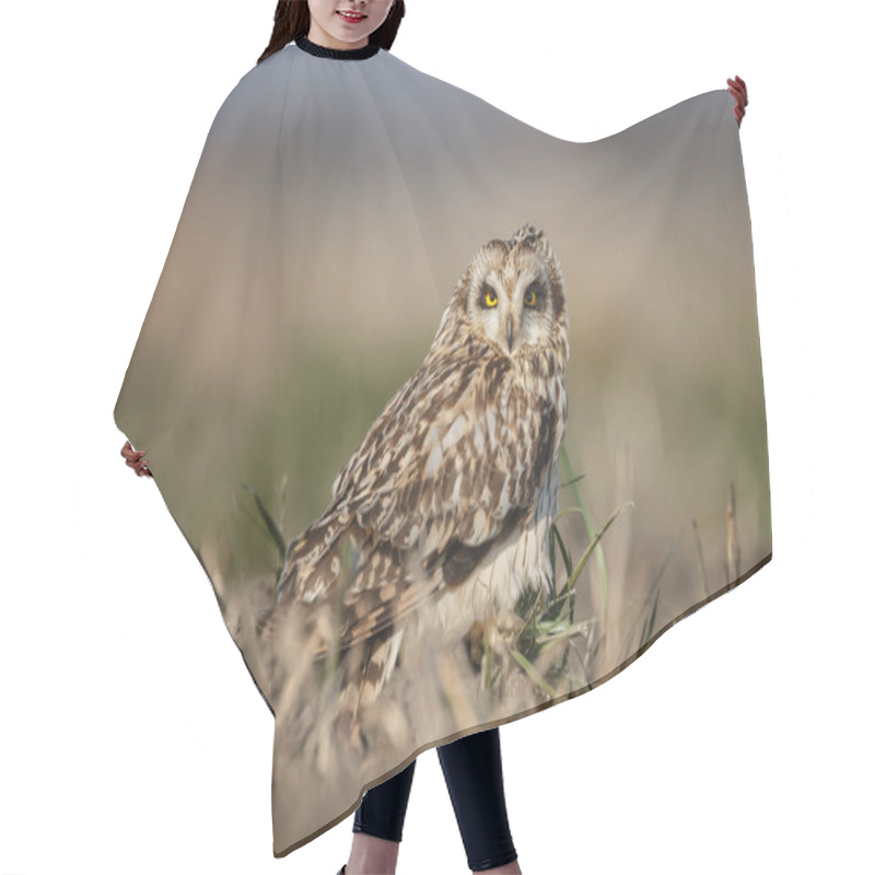 Personality  Owl A Beautiful Owl With Yellow Eyes Hair Cutting Cape