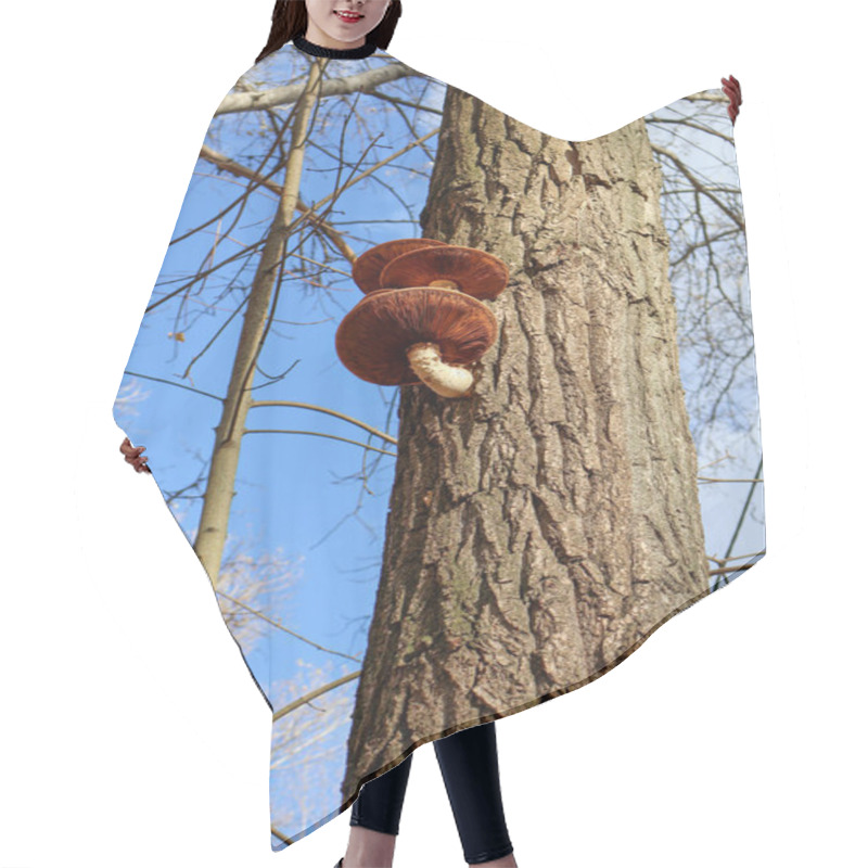 Personality  Close-up Of Vibrant Brown Mushrooms Growing On A Textured Tree Trunk, With A Clear Blue Sky And Bare Branches In The Background. Hair Cutting Cape