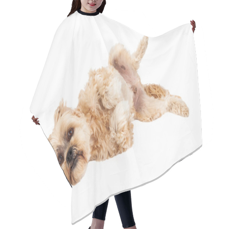 Personality  Playful Maltese And Poodle Mix Dog Laying Hair Cutting Cape